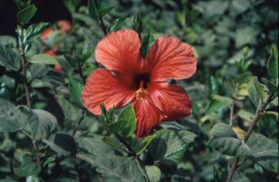 Bl&uuml;hender Hibiskus in Costa Calma - Fuerteventura