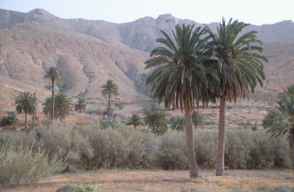 Vega Rio Palmas - Fuerteventura