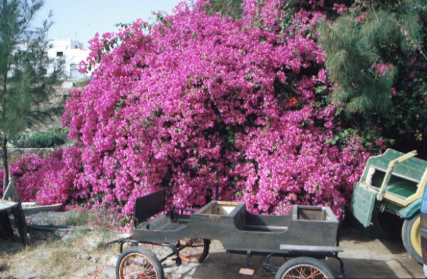 Pajara - Fuerteventura