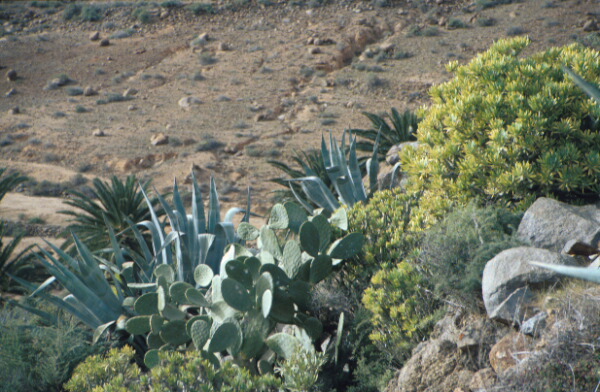 Vega Rio Palmas - Fuerteventura