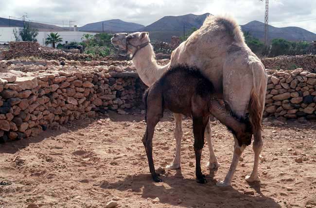 Ecomuseo La Alcogida in Tefia