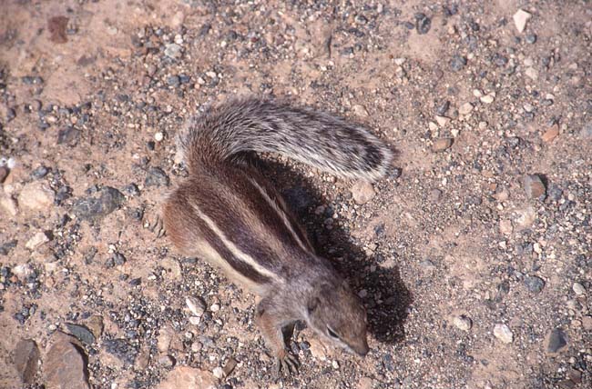 Streifenhörnchen auf Fuerteventura